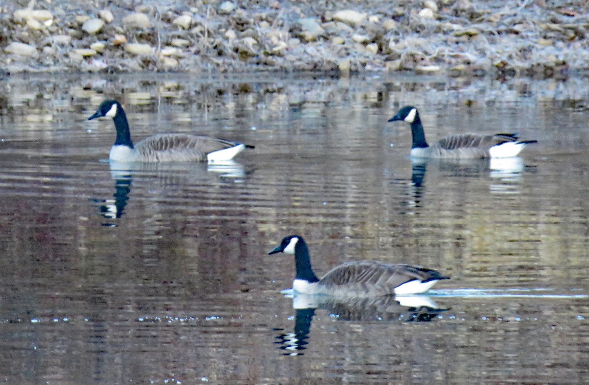 Canada Goose - ML415138081