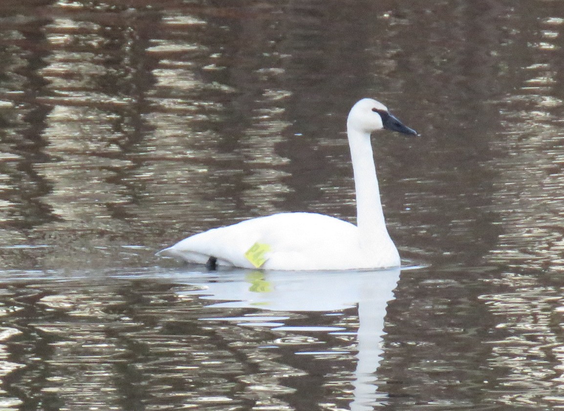 Trumpeter Swan - ML415138331