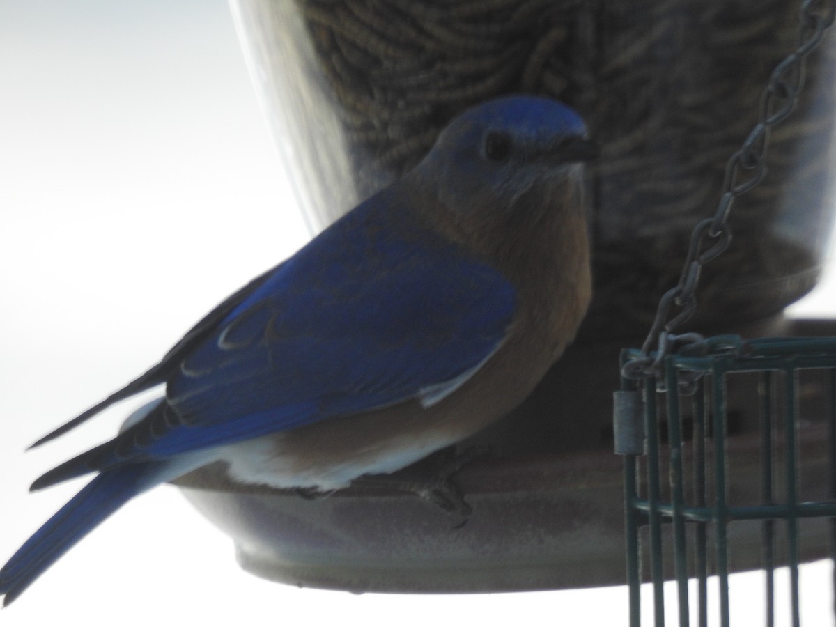 Eastern Bluebird - ML415138381