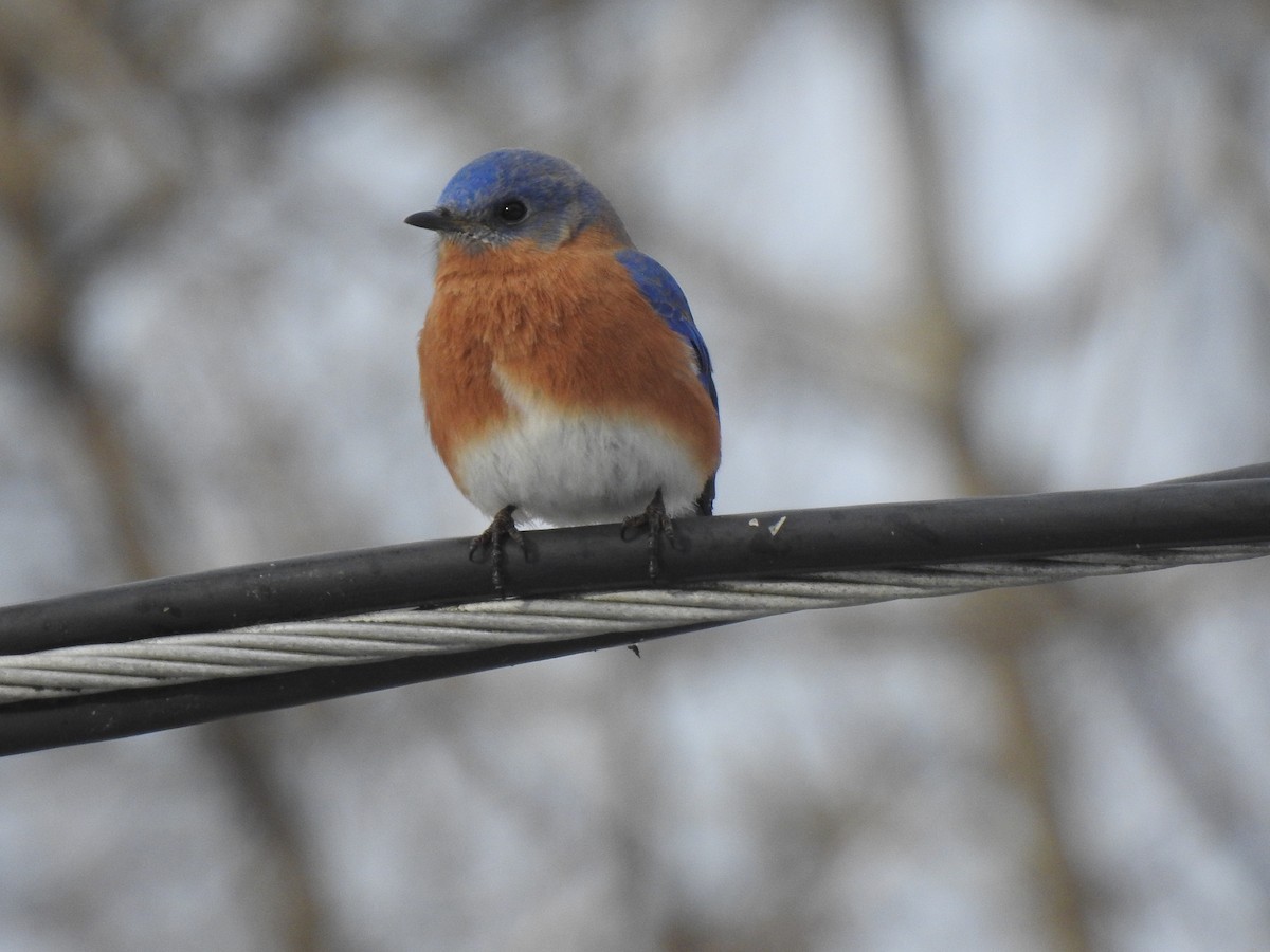 Eastern Bluebird - ML415138491