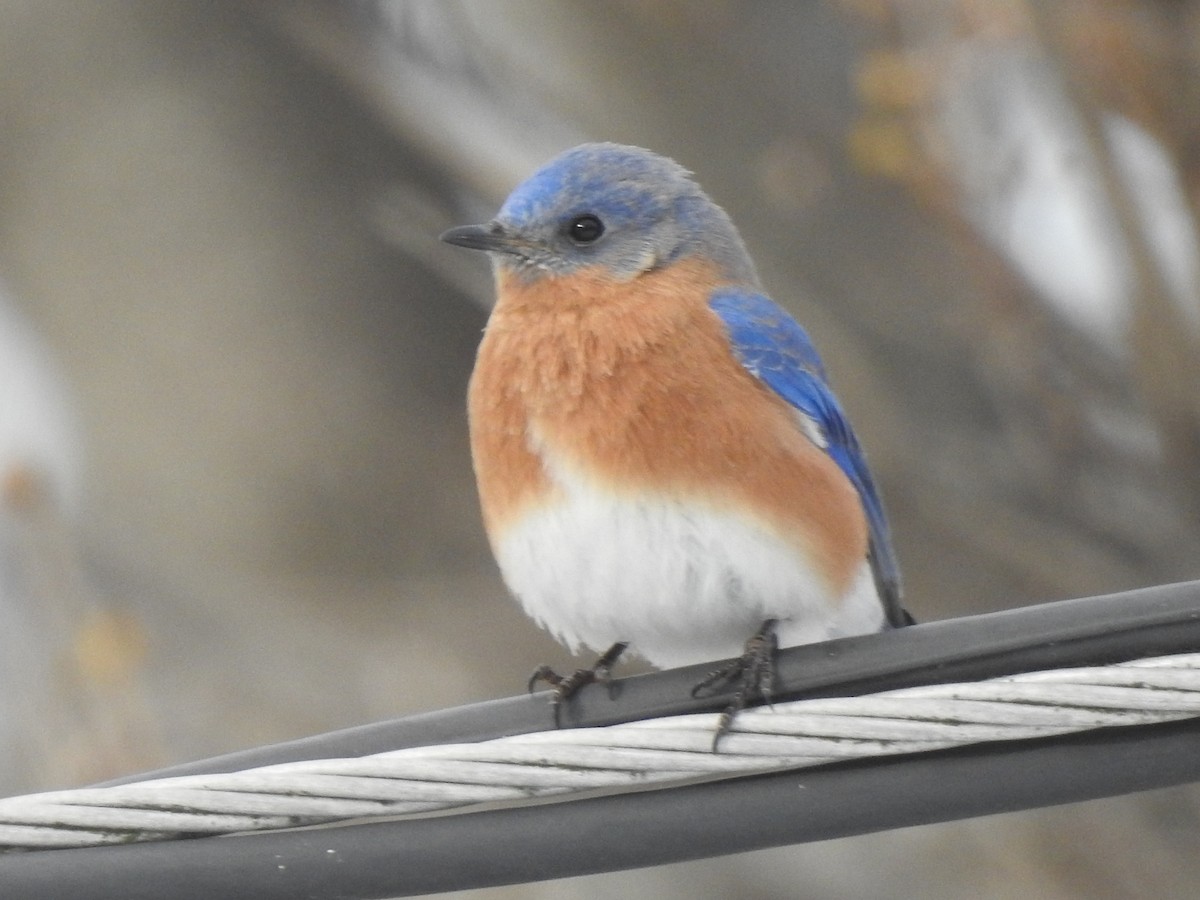 Eastern Bluebird - ML415138501