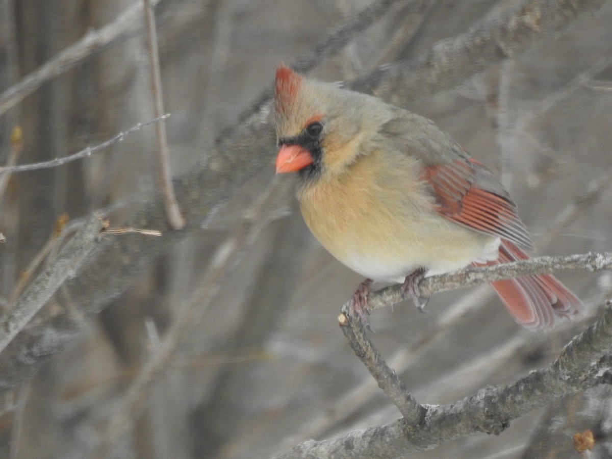 Northern Cardinal - ML415138581