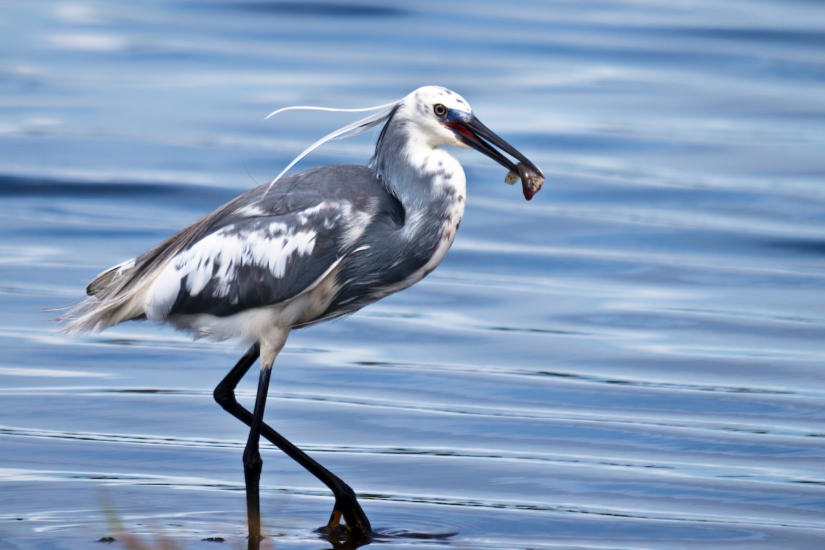 Tricolored Heron x Snowy Egret (hybrid) - Nina Ehmer