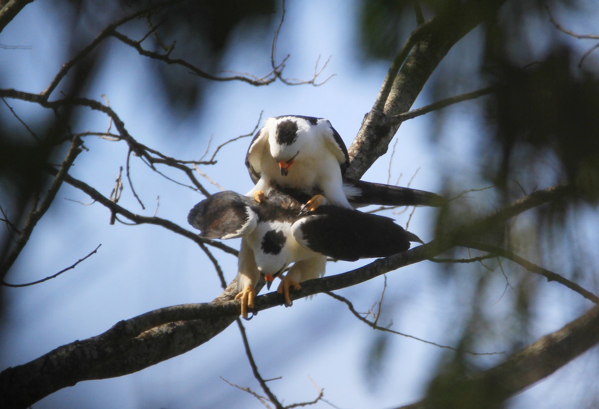 Black-and-white Hawk-Eagle - ML415138781