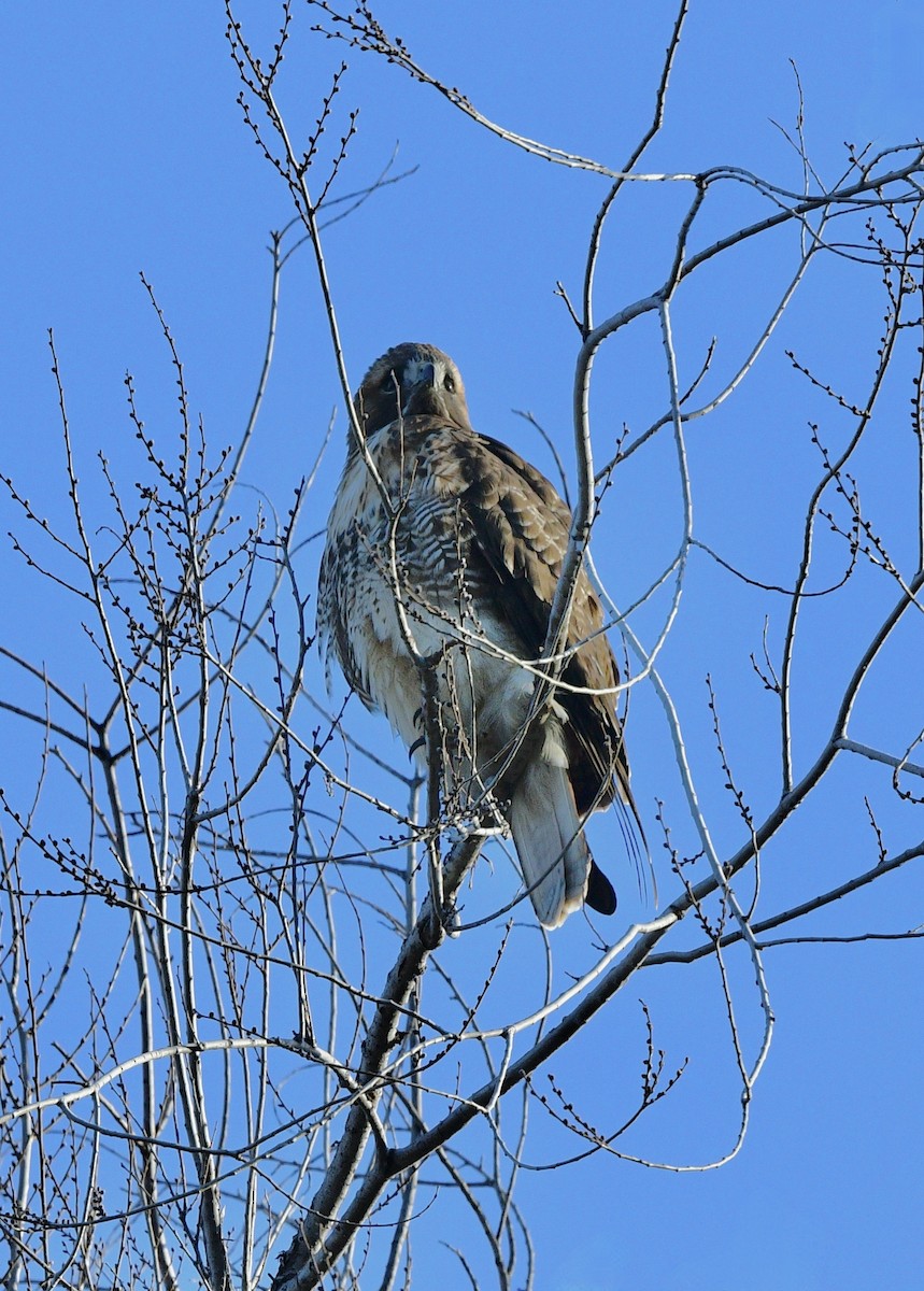 Red-tailed Hawk - ML415139121