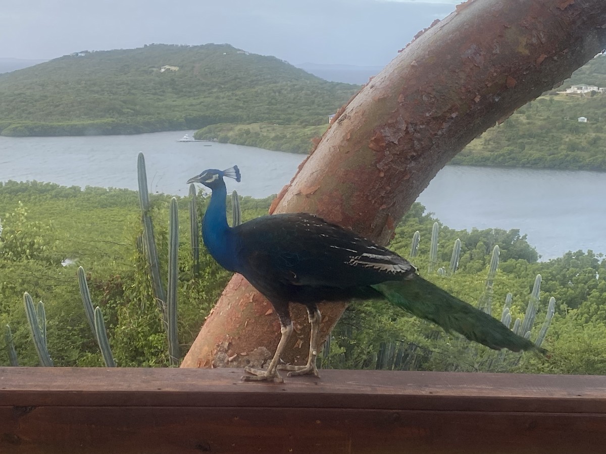 ML415139371 Indian Peafowl Macaulay Library