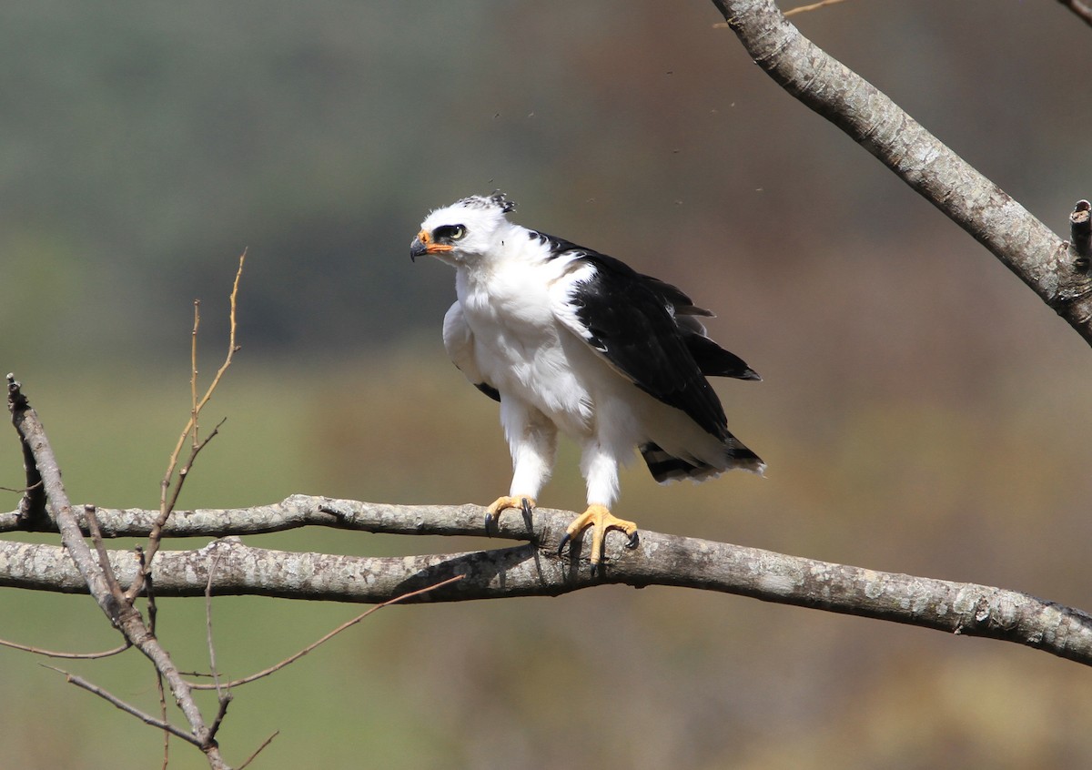 Black-and-white Hawk-Eagle - ML415140001