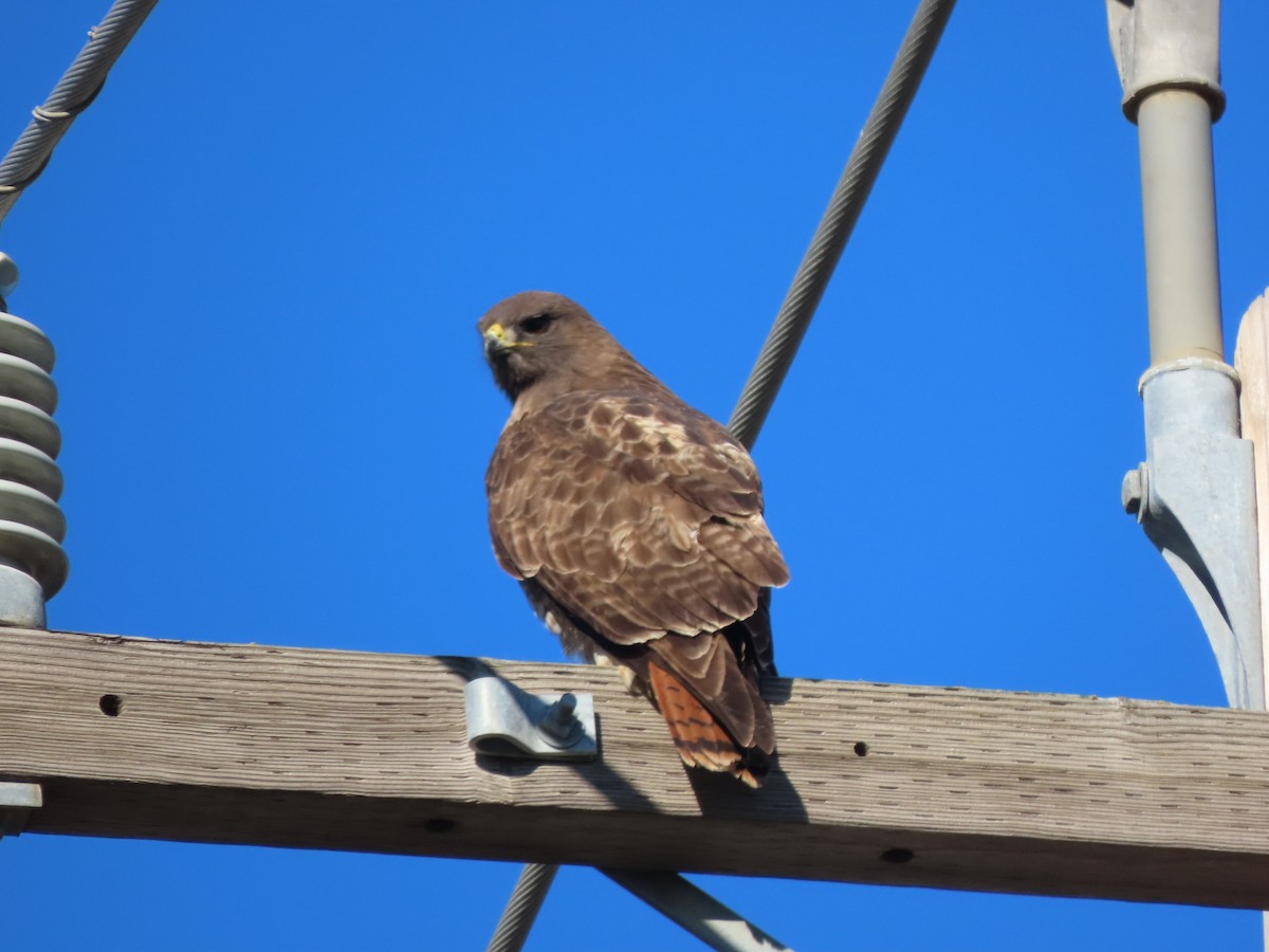 Red-tailed Hawk - ML415141651