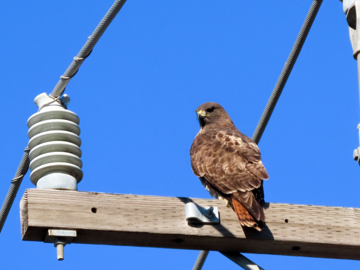 Red-tailed Hawk - ML415141671