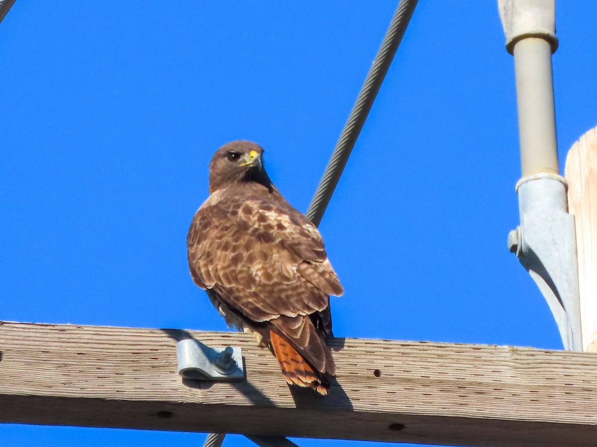 Red-tailed Hawk - ML415141691