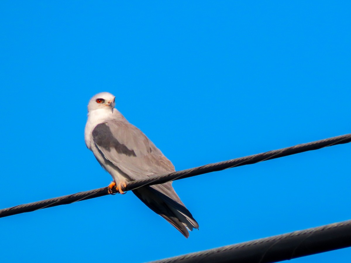 White-tailed Kite - ML415141801