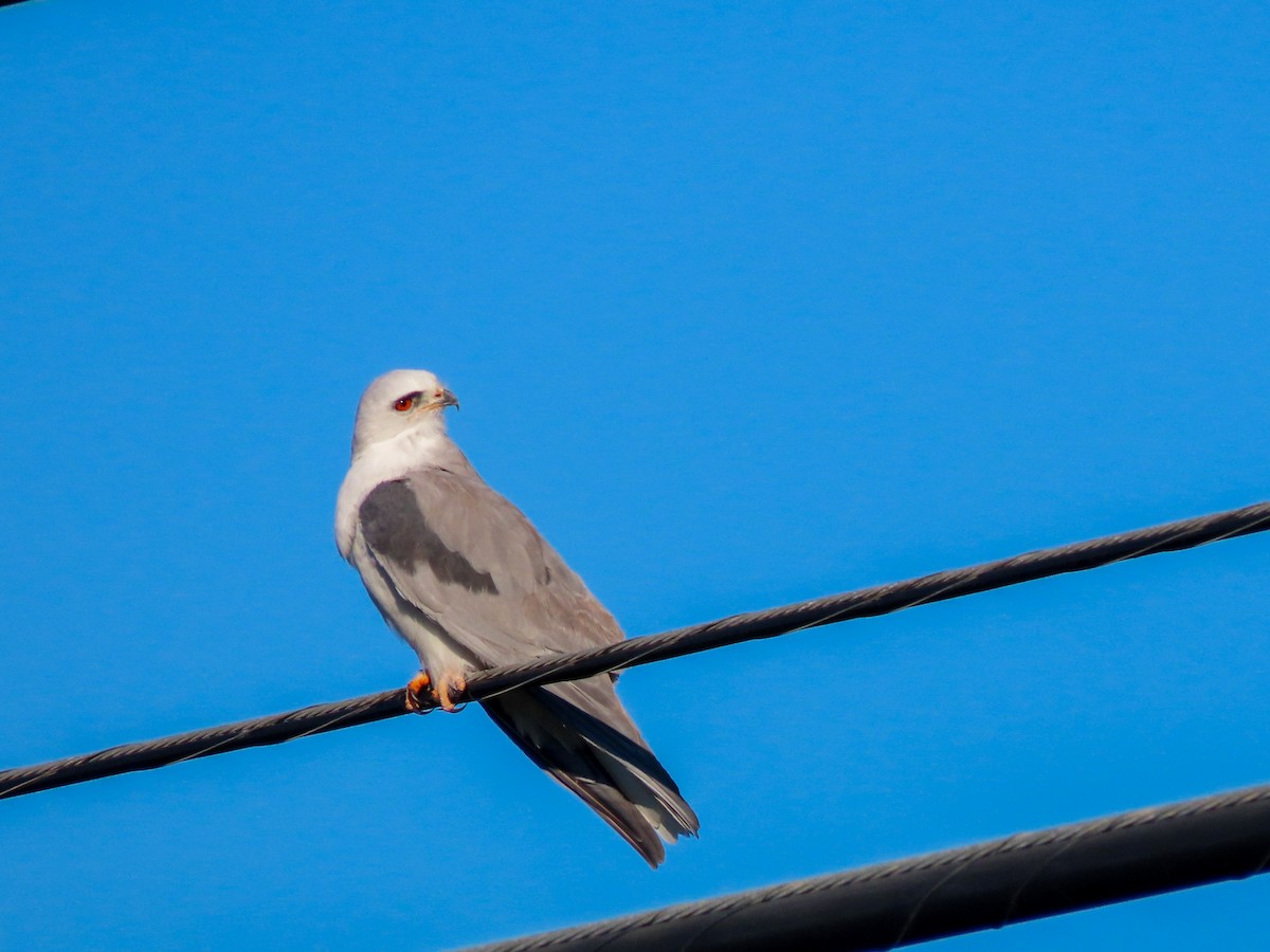 White-tailed Kite - ML415141831