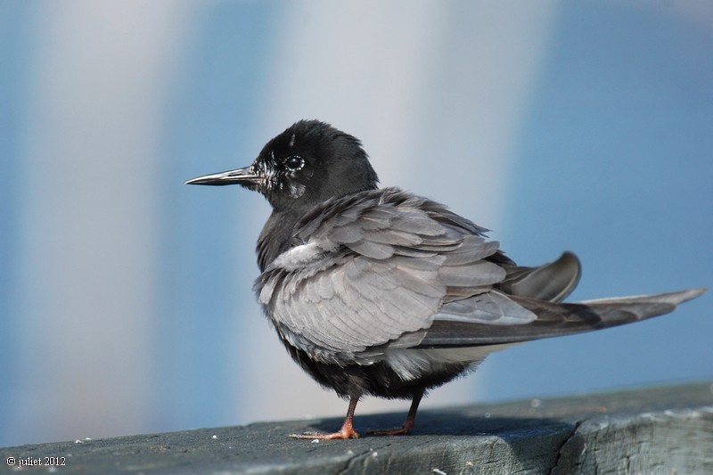 Black Tern - ML415141941