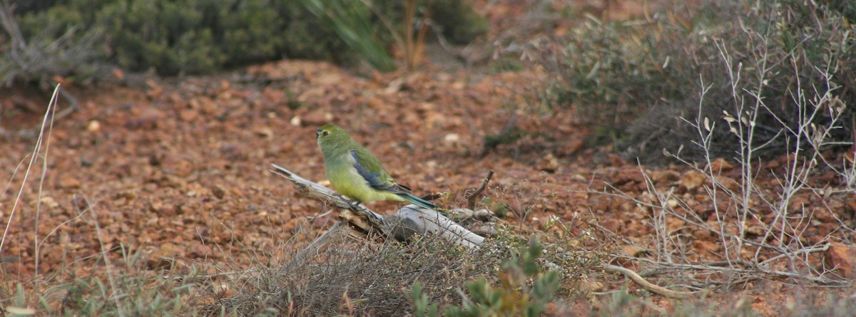 Blue-winged Parrot - ML41514231
