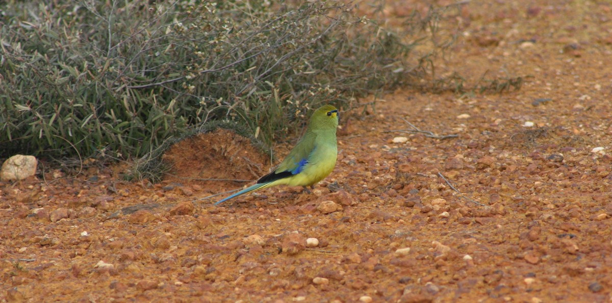 Blue-winged Parrot - ML41514251