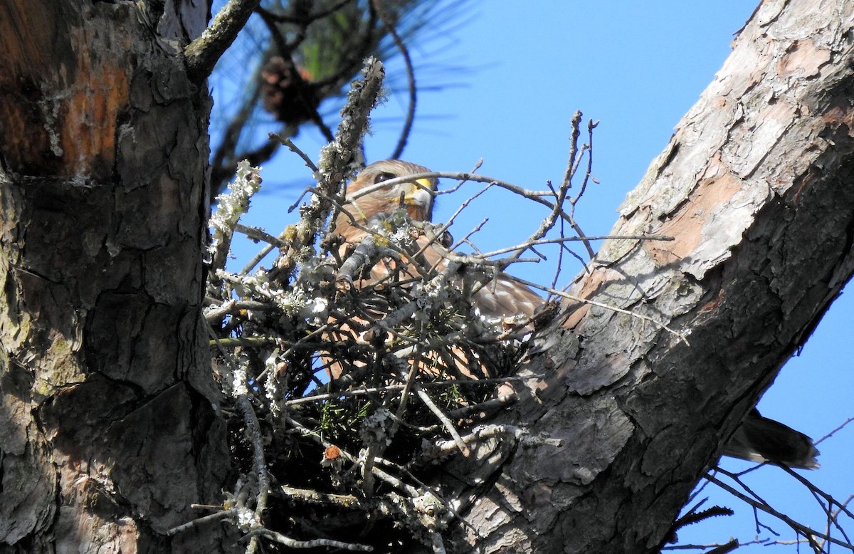 Red-shouldered Hawk - ML415143291