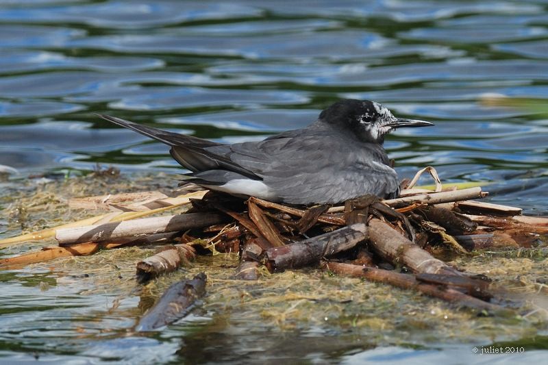 Black Tern - ML415143571