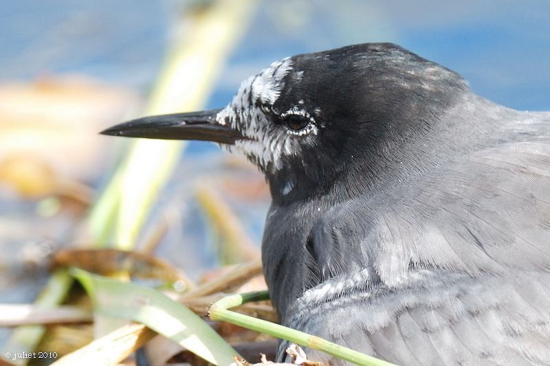 Black Tern - ML415143651