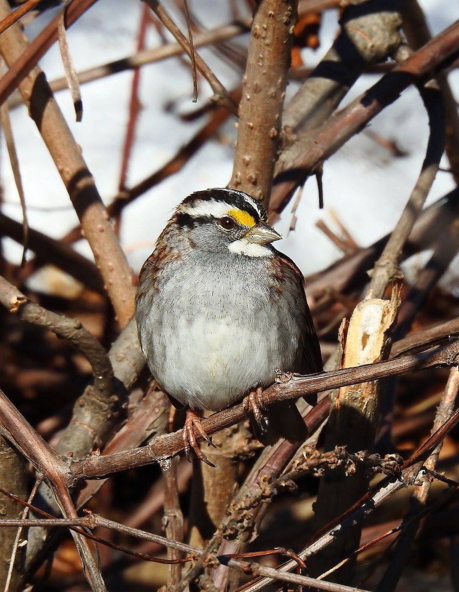 White-throated Sparrow - ML415144051
