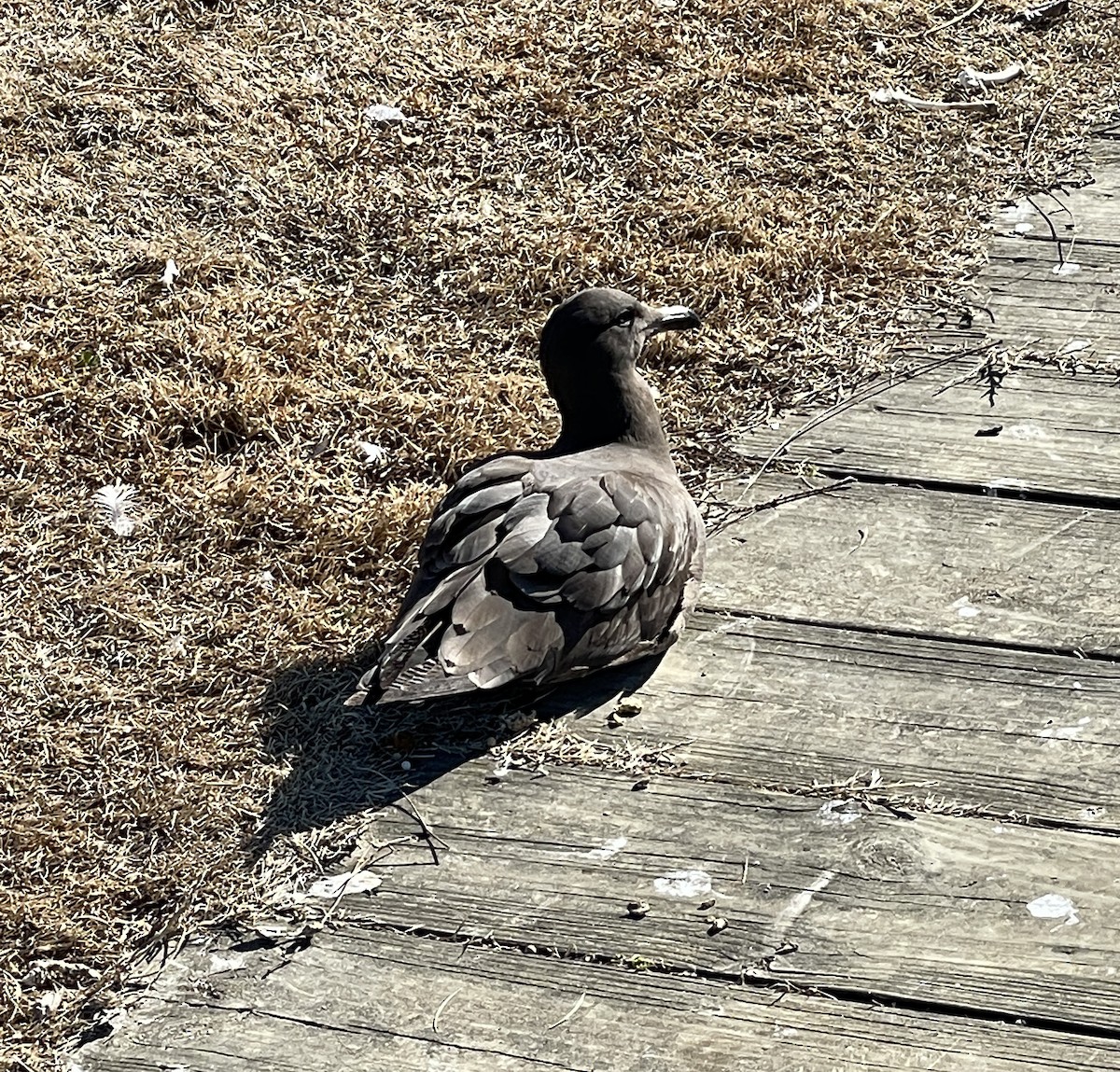 Heermann's Gull - ML415144331