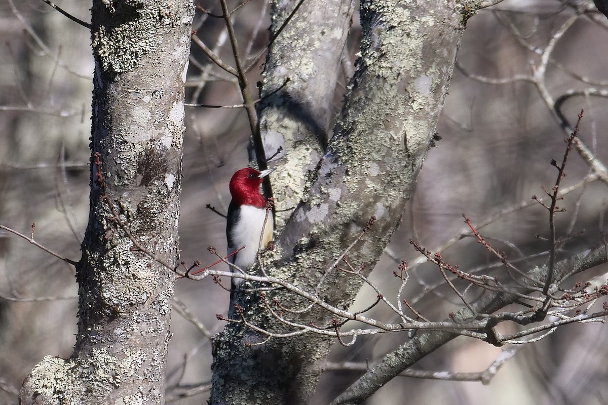 Red-headed Woodpecker - Russ Smiley