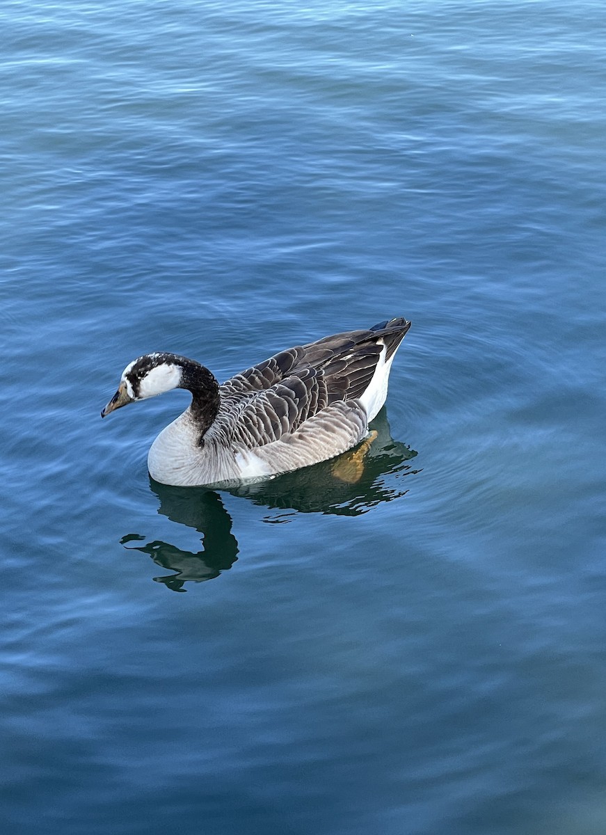 Domestic goose sp. x Canada Goose (hybrid) - ML415144811