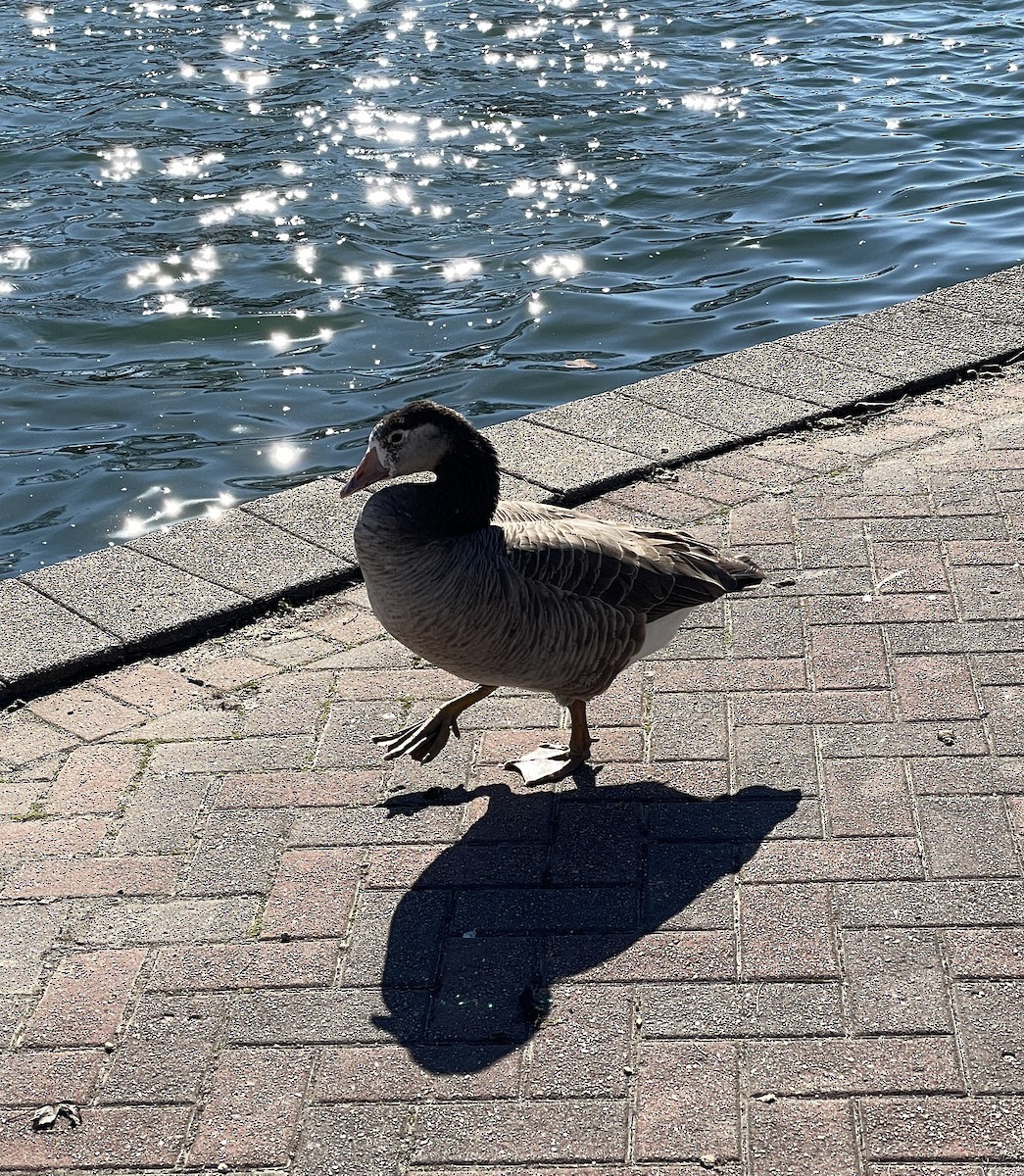 Domestic goose sp. x Canada Goose (hybrid) - ML415144821