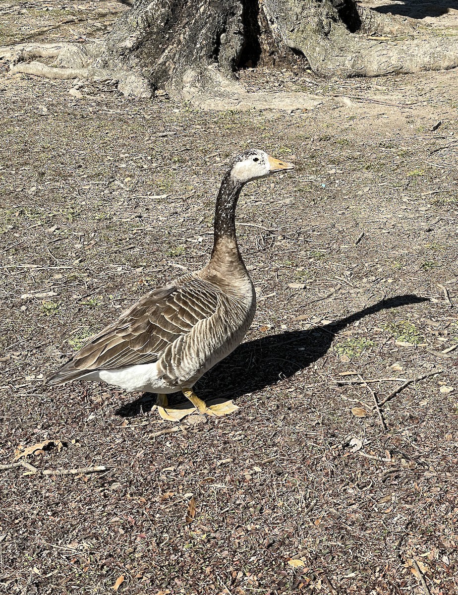 Domestic goose sp. x Canada Goose (hybrid) - ML415144841