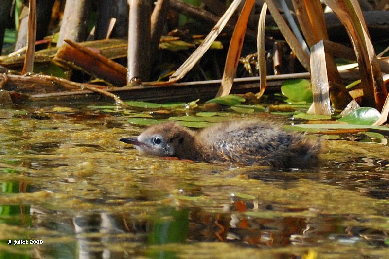 Black Tern - ML415144911