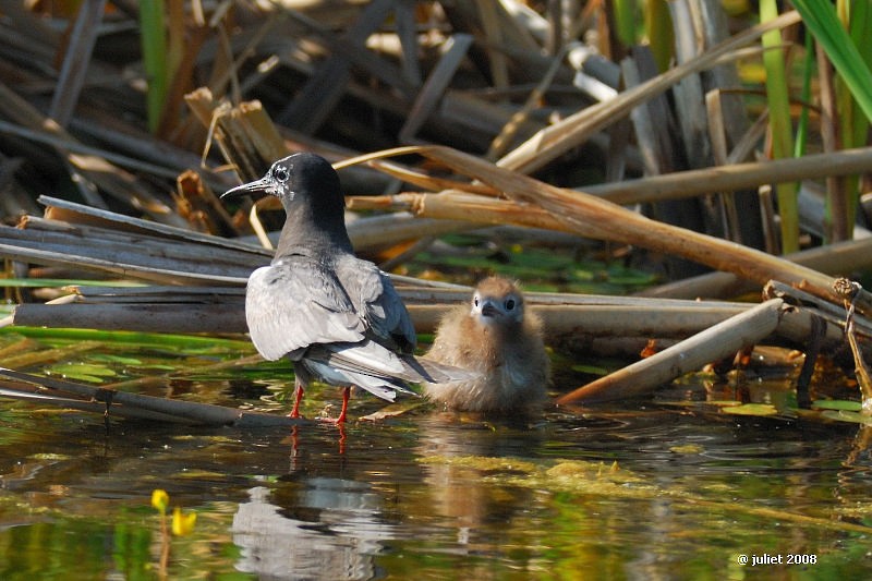Black Tern - ML415144931