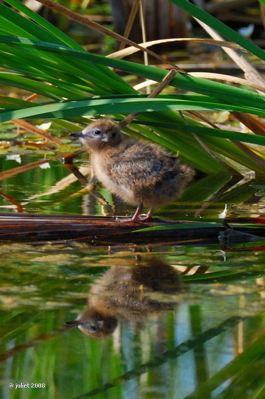Black Tern - ML415144971