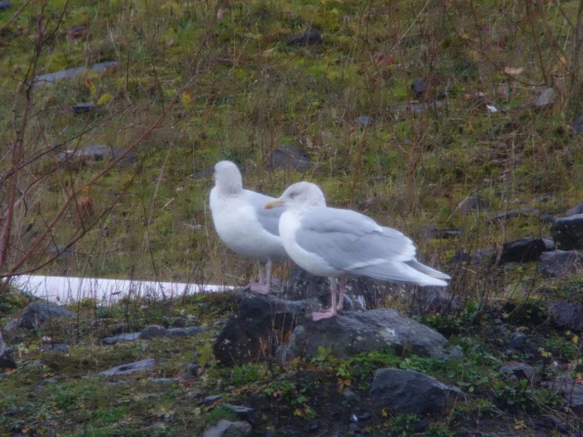 European Herring x Glaucous Gull (hybrid) - ML415144981