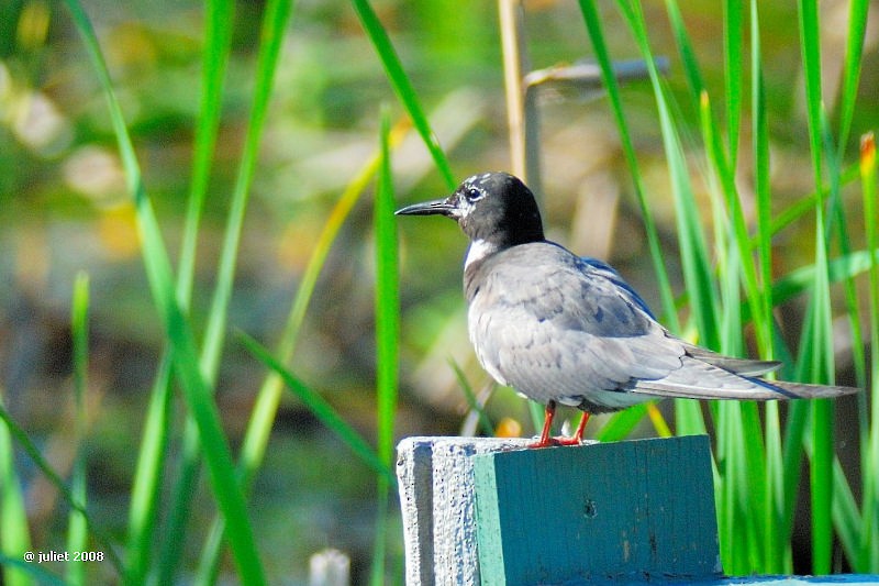 Black Tern - ML415145031