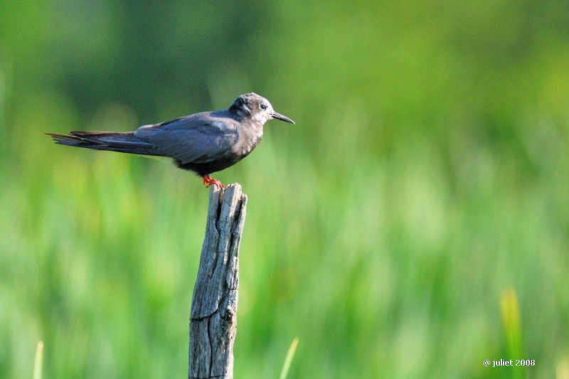 Black Tern - ML415145091