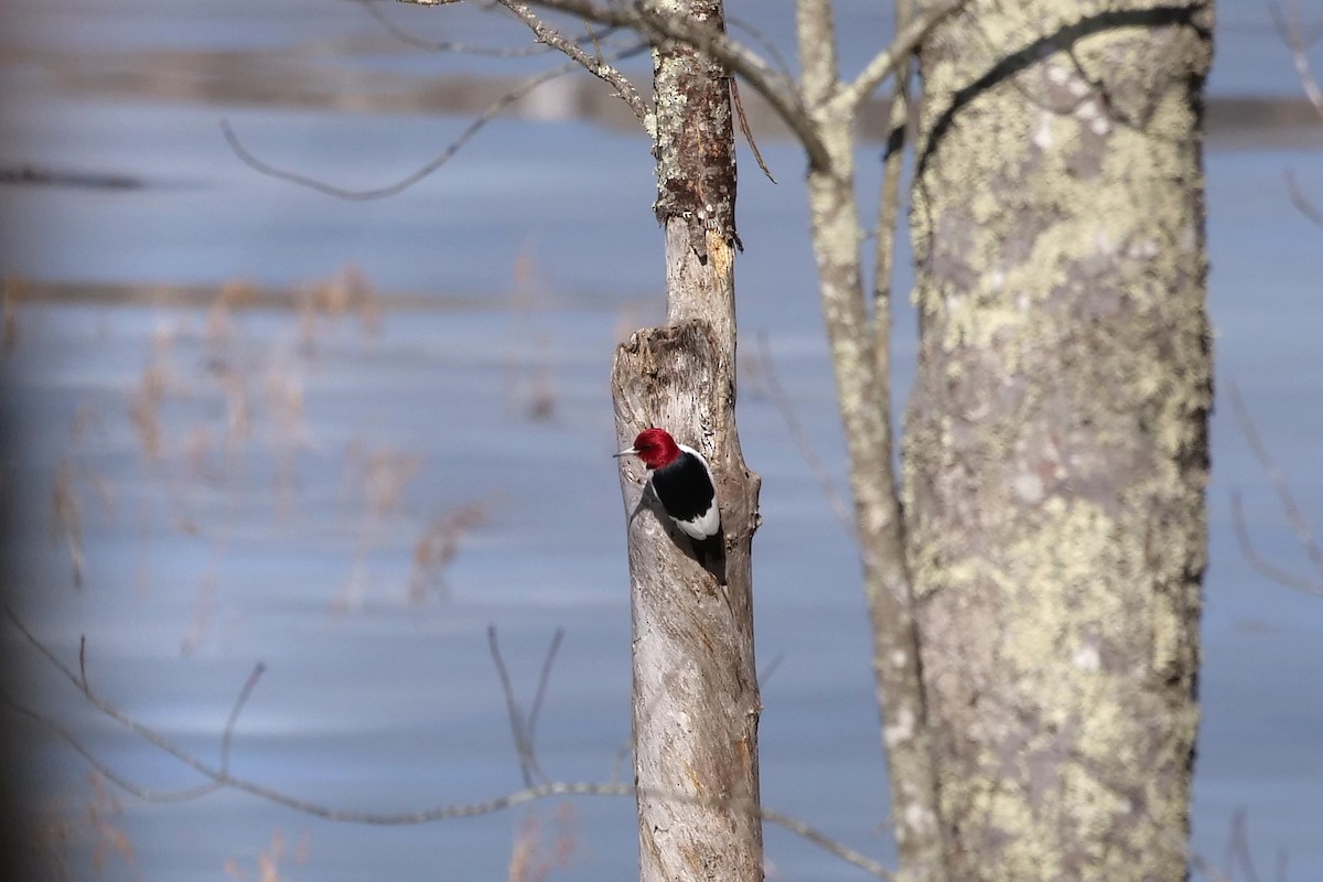 Red-headed Woodpecker - Russ Smiley