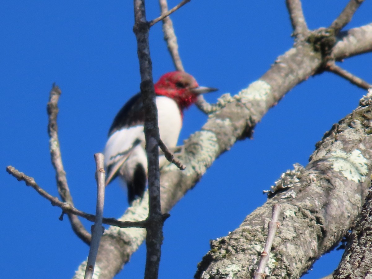 Red-headed Woodpecker - allison orsi