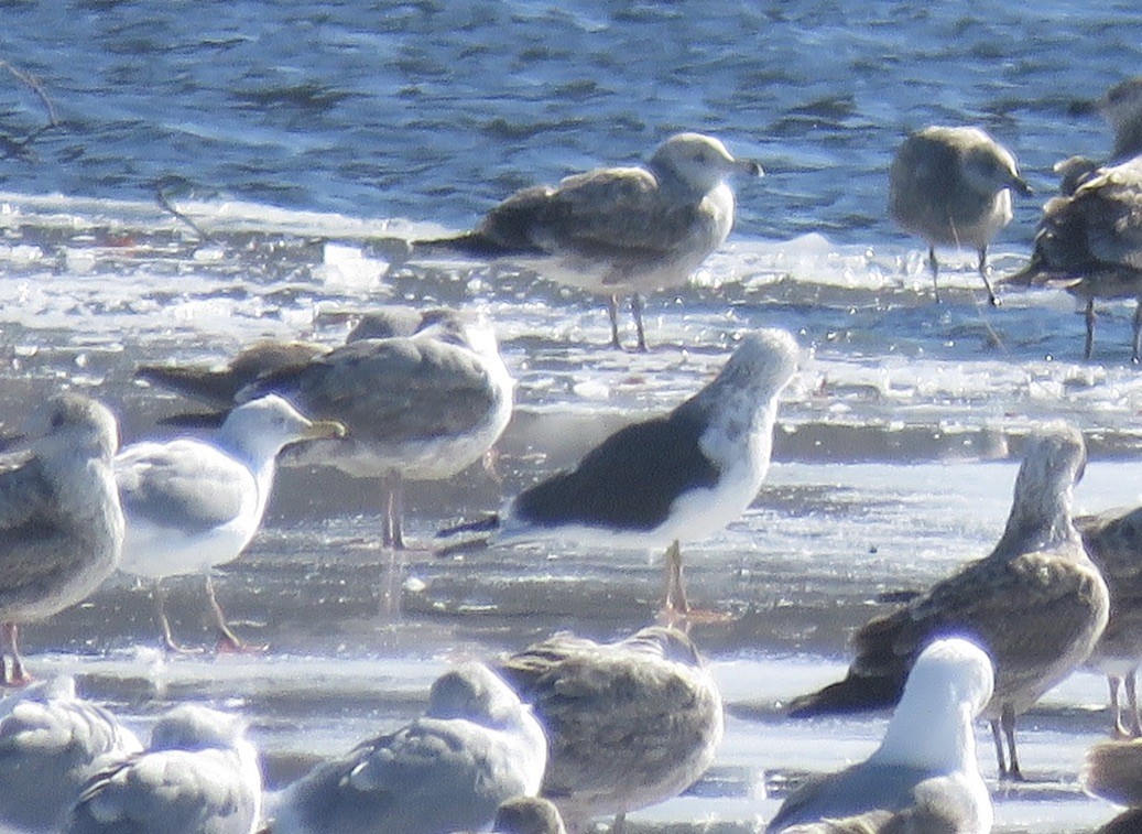 Lesser Black-backed Gull - ML415145991