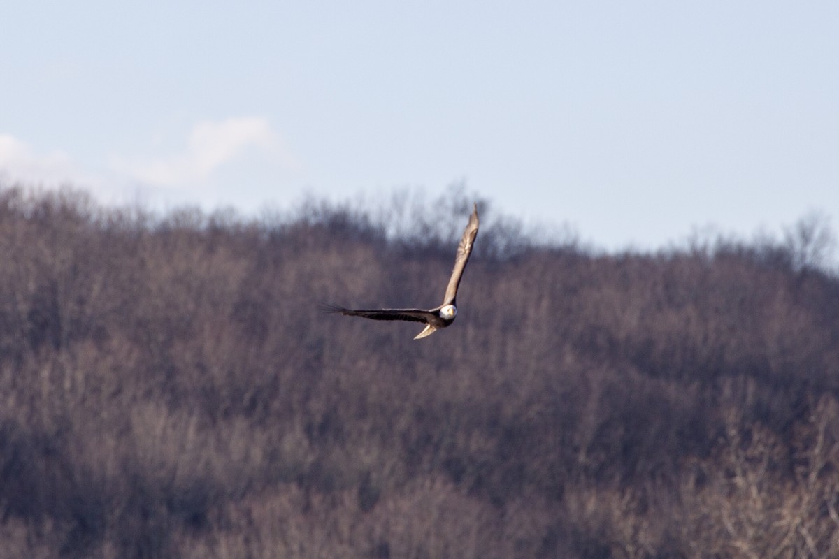 Bald Eagle - Milk S