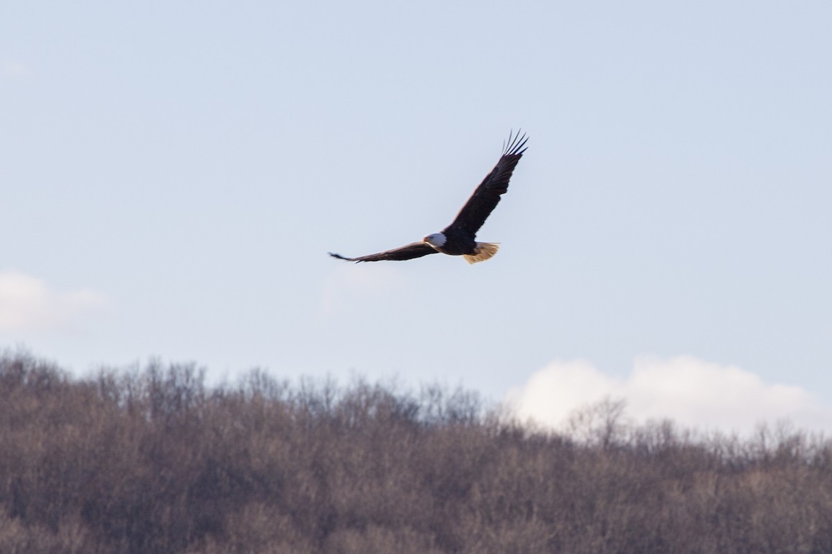 Bald Eagle - ML415146731