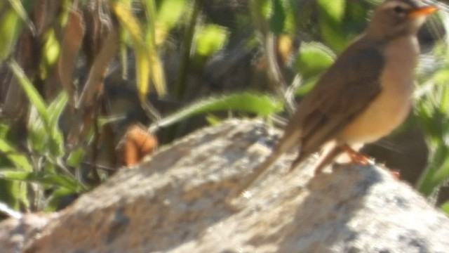 American Robin (San Lucas) - ML415146761