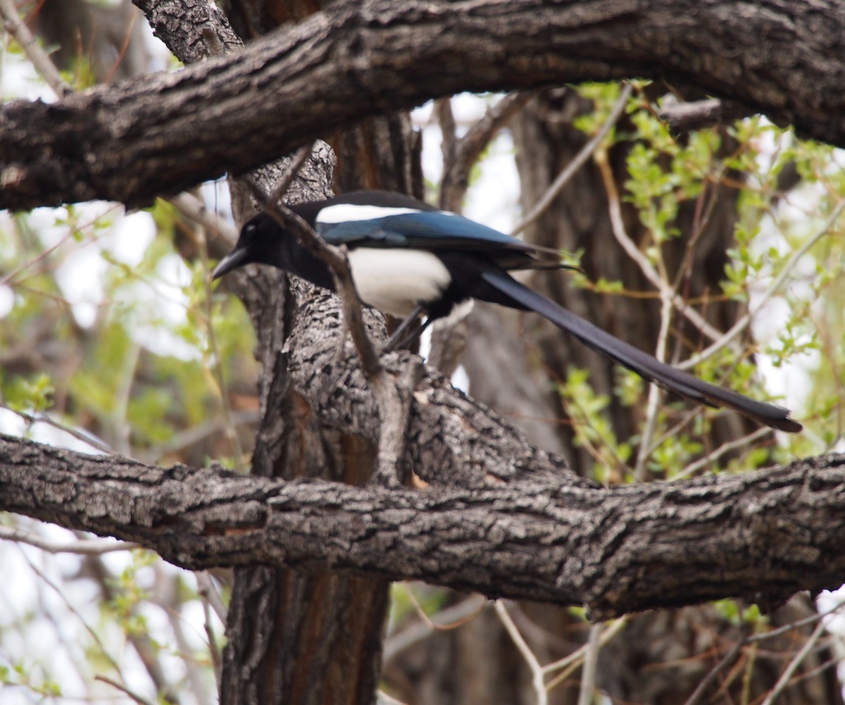 Black-billed Magpie - ML415148331