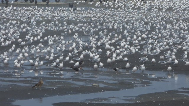 Franklin's Gull - ML415149431