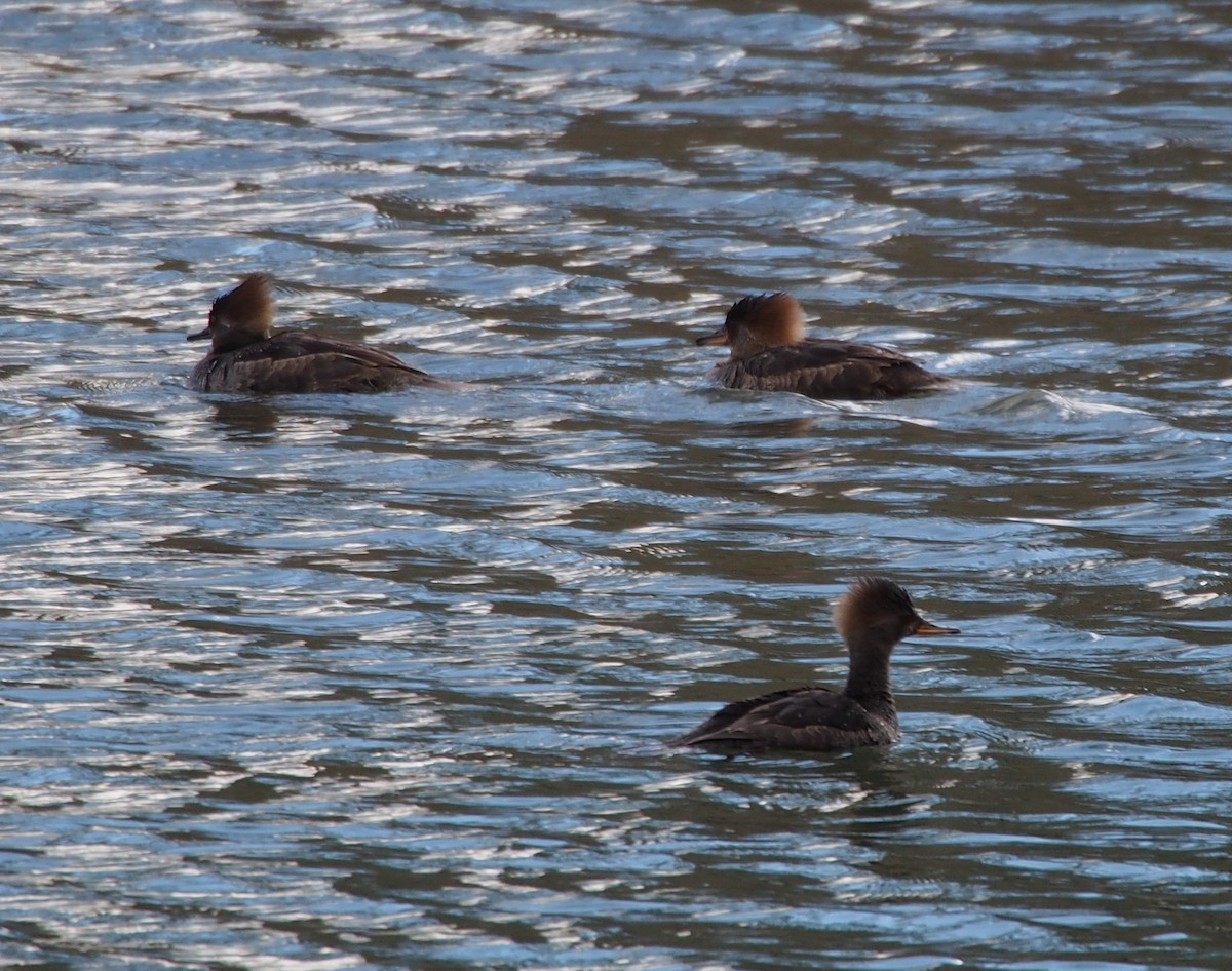 Hooded Merganser - ML415152771