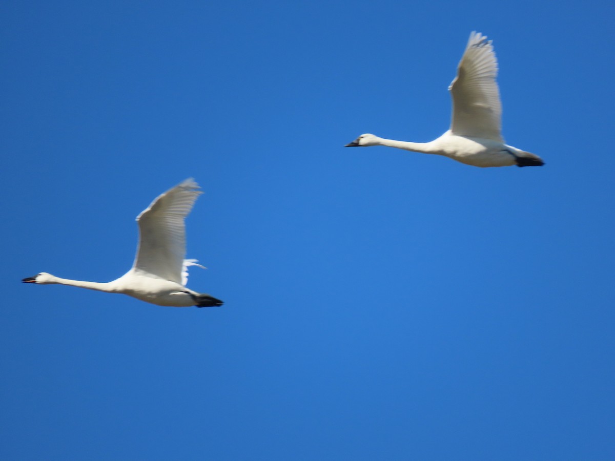 Tundra Swan - ML415152891