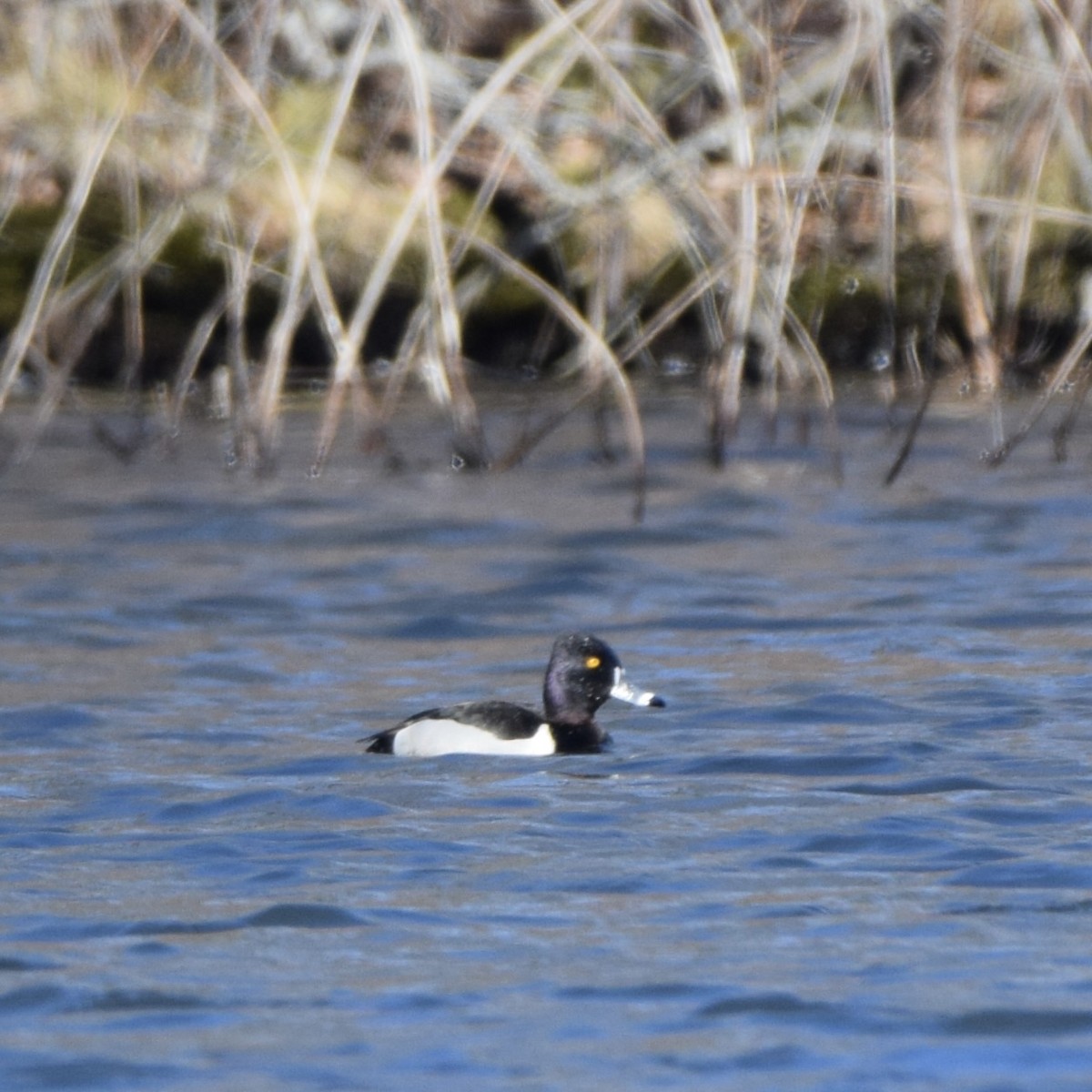 Ring-necked Duck - ML415154451