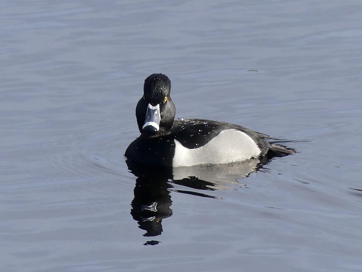 Ring-necked Duck - ML415156111