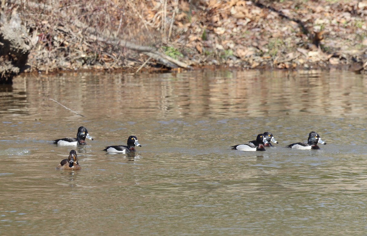 Ring-necked Duck - ML415156861