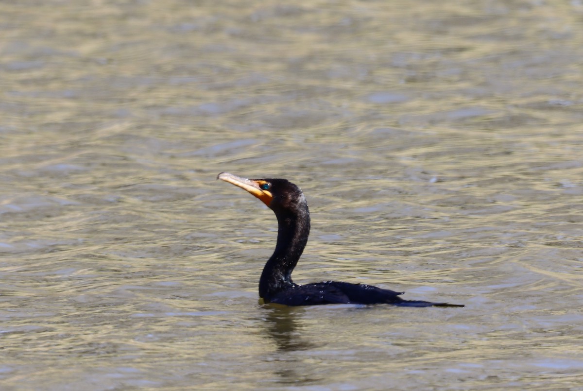 Double-crested Cormorant - Michael Kendrick