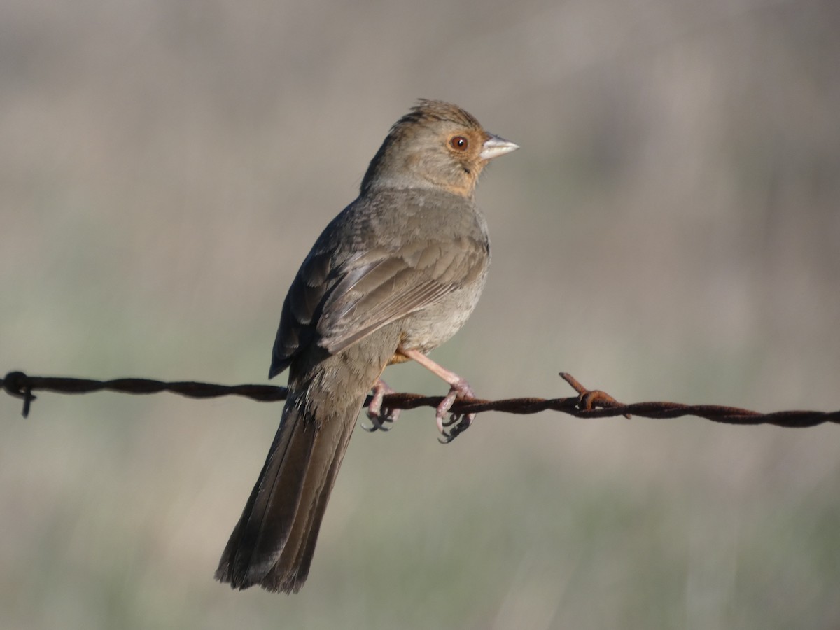 California Towhee - Eileen Wintemute