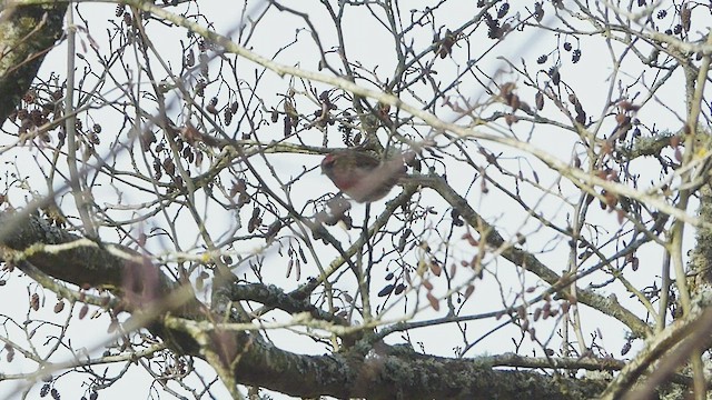 Lesser Redpoll - ML415157561